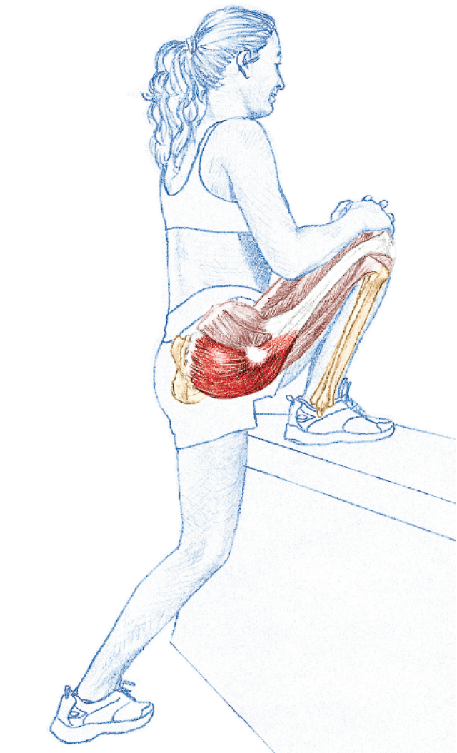 然而,如果柔韧性不佳,在拉伸臀部其他肌肉如梨状肌,臀中肌之前拉伸臀